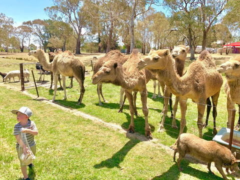 The Funny Farm - Animals / Churchhouse / Amazing Experience - Accommodation Asia 0