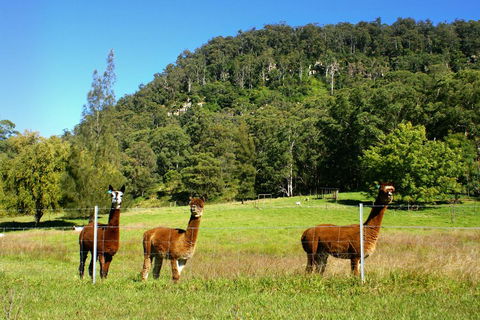 The Heavens Mountain Escape - Accommodation Asia 2