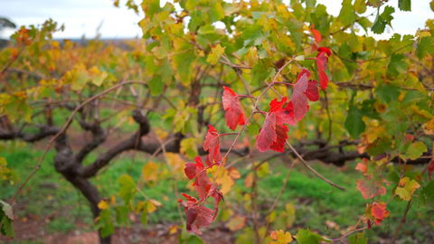 Triple Creek Guest House - Barossa Region - Accommodation Guide 3