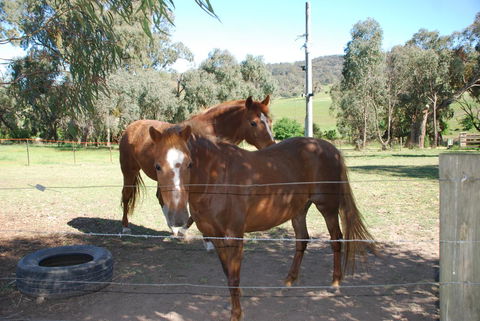 Bluegum Ridge Cottages - Accommodation China 34