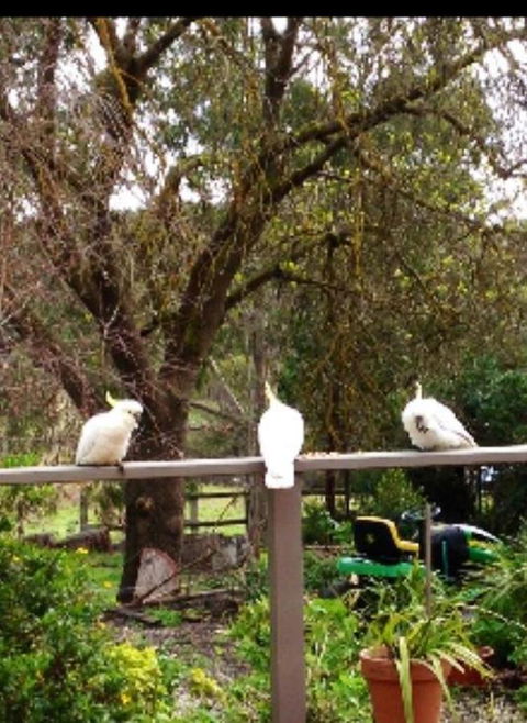 Australian Home Away @ Wonga Park Brushy Creek - Accommodation China 20