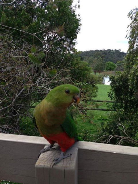 Australian Home Away @ Wonga Park Brushy Creek - Accommodation China 18