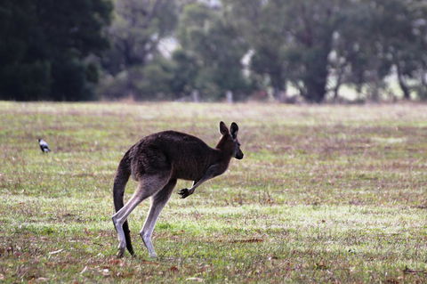 Grampians Pomonal Cottages - Accommodation Asia 26