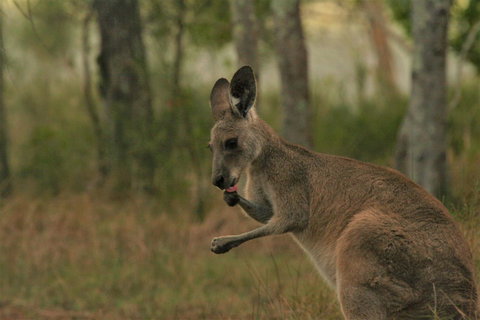 Lake Weyba Noosa Lodge & Kangaroos - Accommodation Asia 43