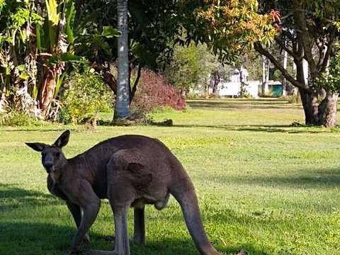 Lake Weyba Noosa Lodge & Kangaroos - Accommodation Asia 24