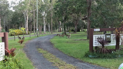 Lake Weyba Noosa Lodge & Kangaroos - Accommodation Asia 42