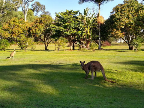 Lake Weyba Noosa Lodge & Kangaroos - Accommodation Asia 8