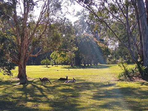 Lake Weyba Noosa Lodge & Kangaroos - Accommodation Asia 4