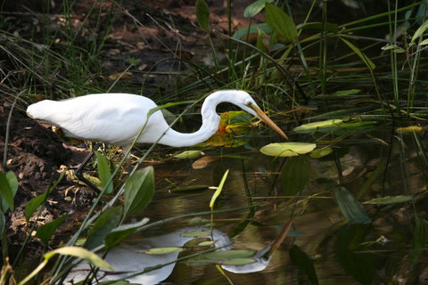 Lake Weyba Noosa Lodge & Kangaroos - Accommodation Asia 33