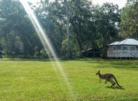 Lake Weyba Noosa Lodge & Kangaroos - Accommodation Asia 26