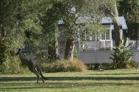 Lake Weyba Noosa Lodge & Kangaroos - Accommodation Asia 31