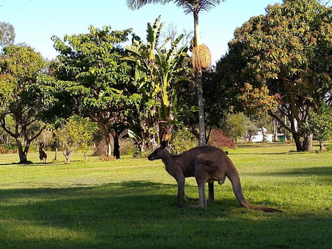 Lake Weyba Noosa Lodge & Kangaroos - Accommodation Asia 35