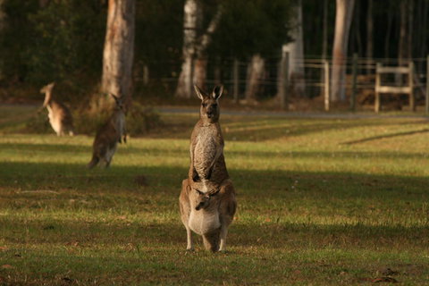 Lake Weyba Noosa Lodge & Kangaroos - Accommodation Asia 16