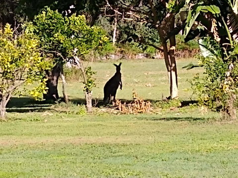 Lake Weyba Noosa Lodge & Kangaroos - Accommodation Asia 29