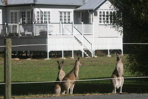 Lake Weyba Noosa Lodge & Kangaroos - Accommodation Asia 28