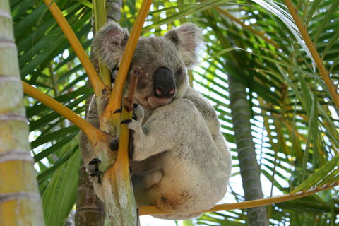 Amaroo On Mandalay, Magnetic Island - Accommodation Guide 44