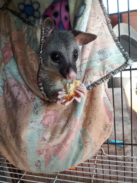 Airlie Beach Eco Cabins - Adults Only - Accommodation Asia 27