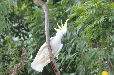 Airlie Beach Eco Cabins - Adults Only - Accommodation Asia 4