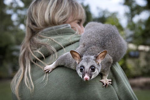 Airlie Beach Eco Cabins - Adults Only - Accommodation Asia 3