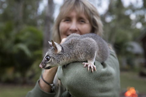 Airlie Beach Eco Cabins - Adults Only - Accommodation Asia 11