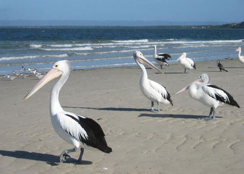 Fairways Golf & Beach Retreat Bribie Island - Accommodation Asia 3