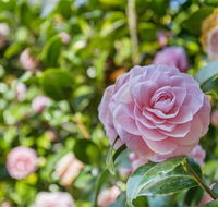 Wentworth Rose