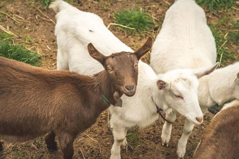 Altitude - A Tiny House Experience In A Goat Farm By Tiny Away - Accommodation Guide 2