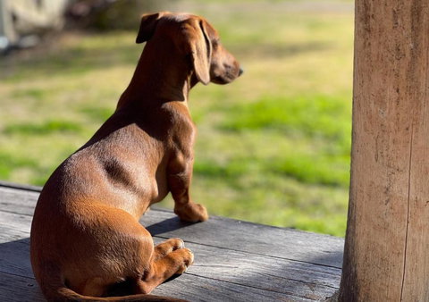 Art Shack @ Wilgabah - Accommodation Asia 0