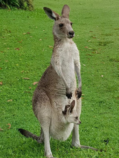 At Melaleuca 3 - Accommodation Asia 3