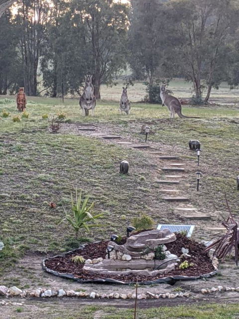 Australian Wildlife At Your Door - Accommodation Guide 0