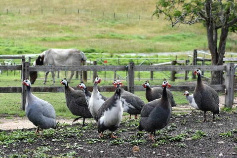 Bairnsdale - Granite Creek Stays - Accommodation Asia 4