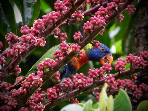 Daintree Manor B&B - Accommodation Guide 4