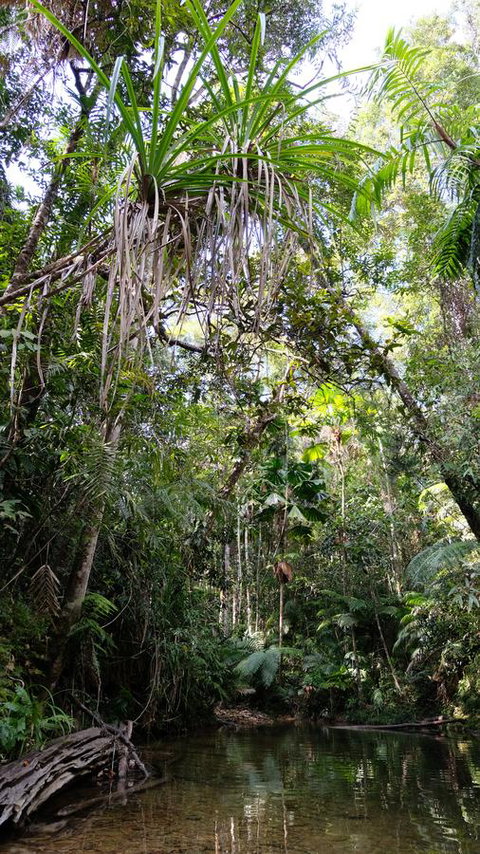 Daintree Manor B&B - Accommodation Guide 7