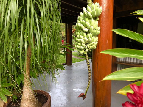 Daintree Manor B&B - Accommodation Guide 10