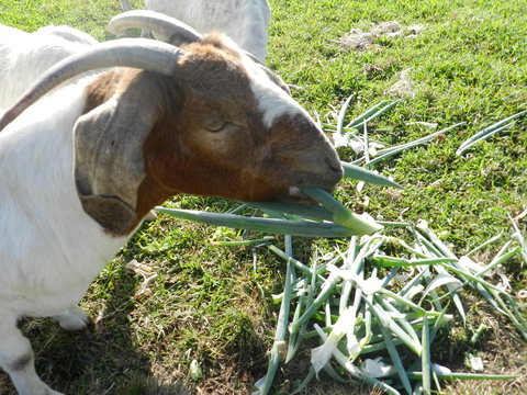 Hay Point Country BnB - Accommodation Guide 15