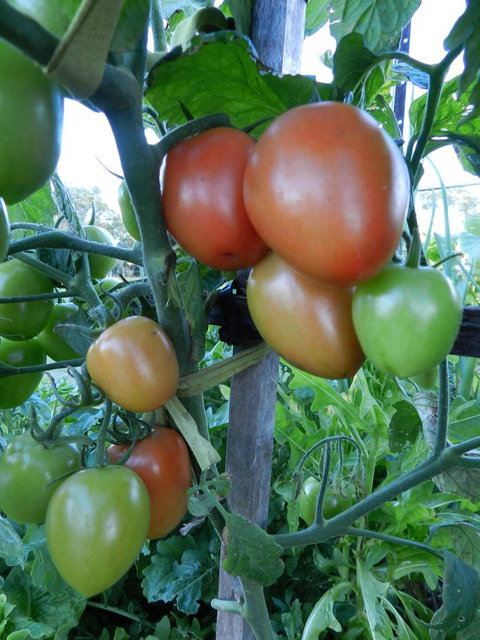 Hay Point Country BnB - Accommodation Guide 18