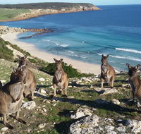 Waves  Wildlife Cottages Kangaroo Island - Accommodation Asia