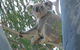 Tropical Palms Resort & 4WD Hire - thumb 29