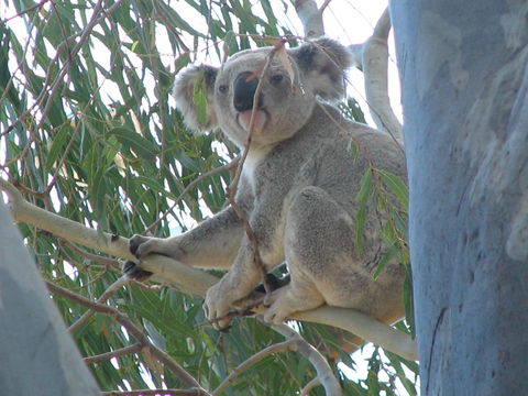 Tropical Palms Resort & 4WD Hire - Accommodation Asia 29