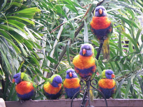 Tropical Palms Resort & 4WD Hire - Accommodation Asia 36