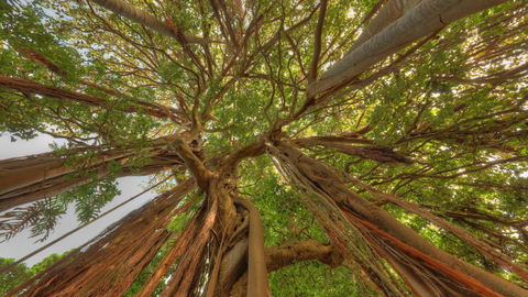 The Broken Banyan - Accommodation Asia 18