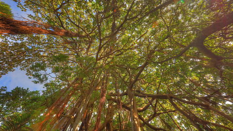 The Broken Banyan - Accommodation Asia 17