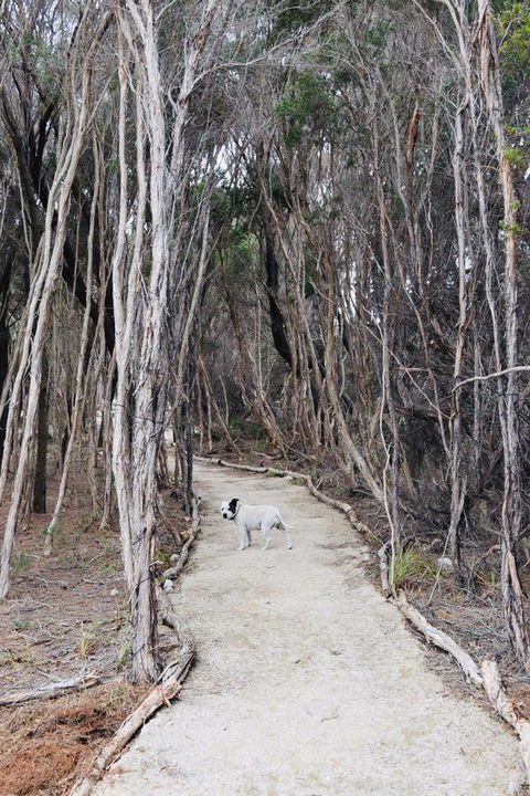 Flinders Island Glamping - Accommodation Asia 12