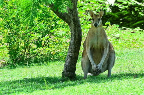 2 Bedroom Poinciana Lodge - Accommodation Asia 1