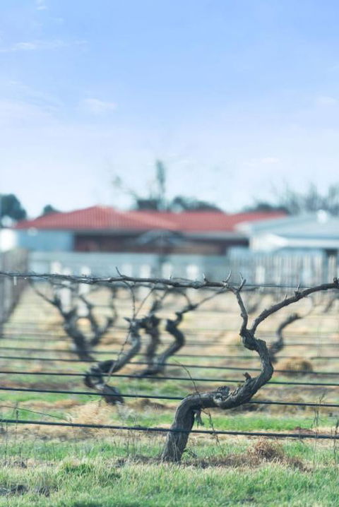 Crimson Ridge - Wines, Vines And Dine - Accommodation Asia 1