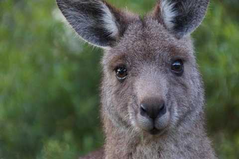 Gipsy Point Lakeside - Accommodation Asia 4