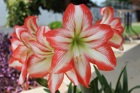 Golden Harvest Motor Inn Moree - Accommodation China 3