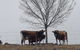 HighRoost Bed & Breakfast Accomodation - Rural Escape - thumb 2