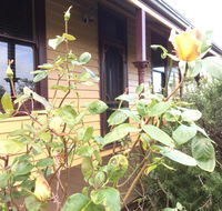 Albion Cottage