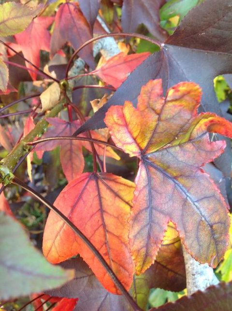 Altona Motel - Accommodation Asia 2